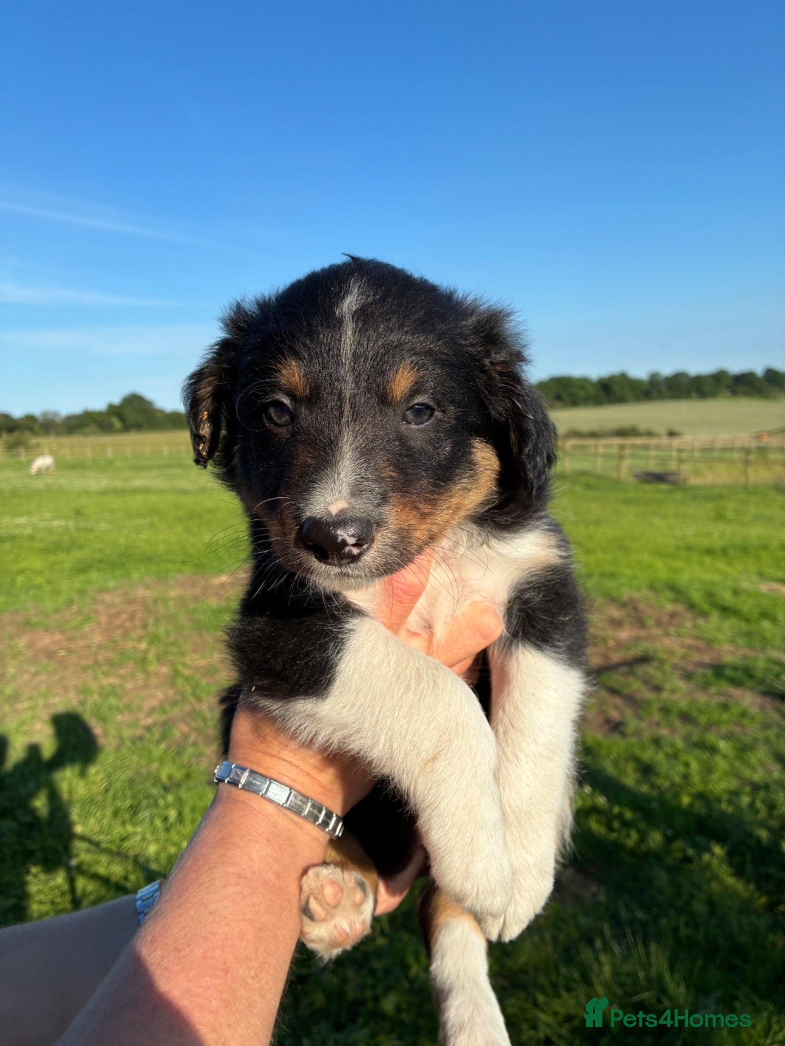 Border Collie dogs Border collie puppies  - Advert 8