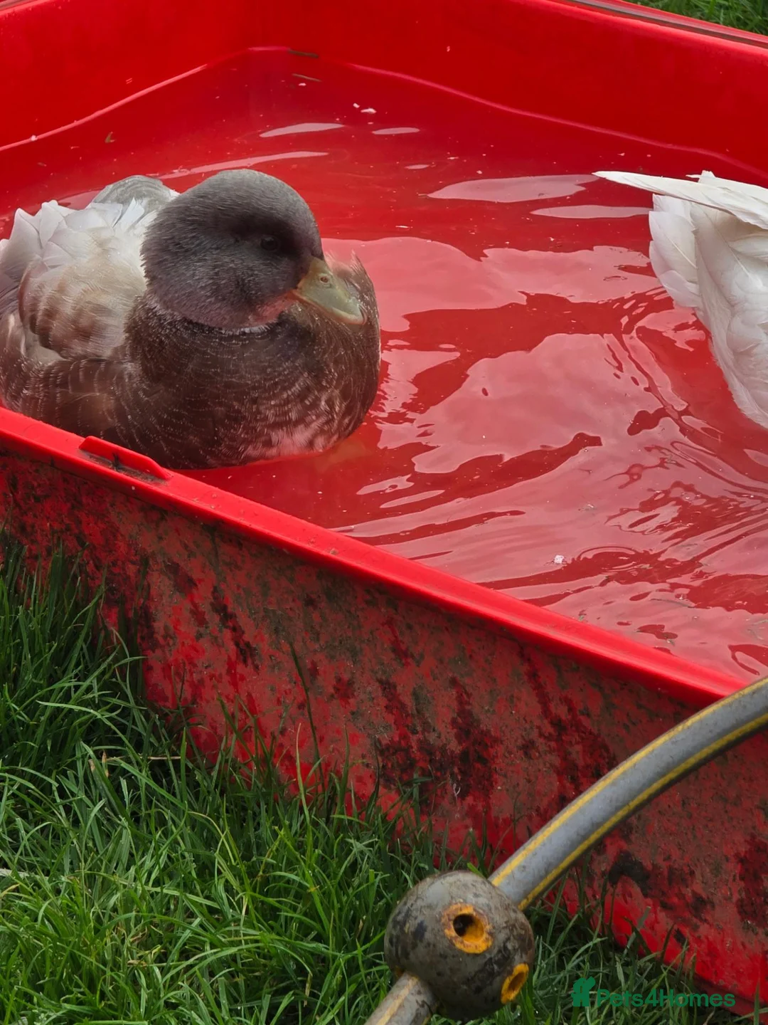 Ducks poultry for sale: Butterscotch Call Drakes  - Advert 2