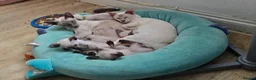 Siamese cats for sale: Adorable siamese kittens. in Blackwood - Advert 4