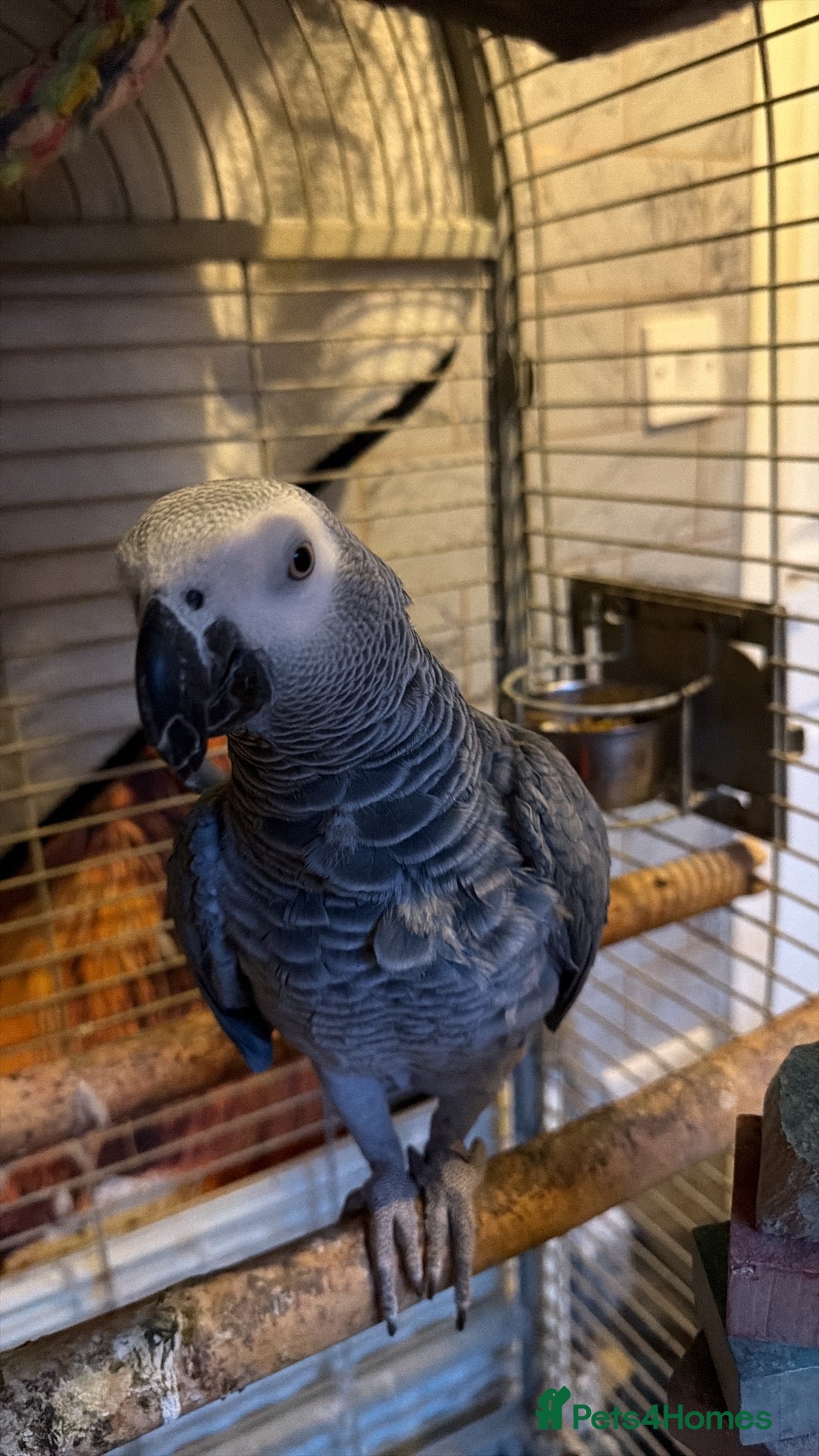 Parrots birds African grey female & cage  - Advert 13