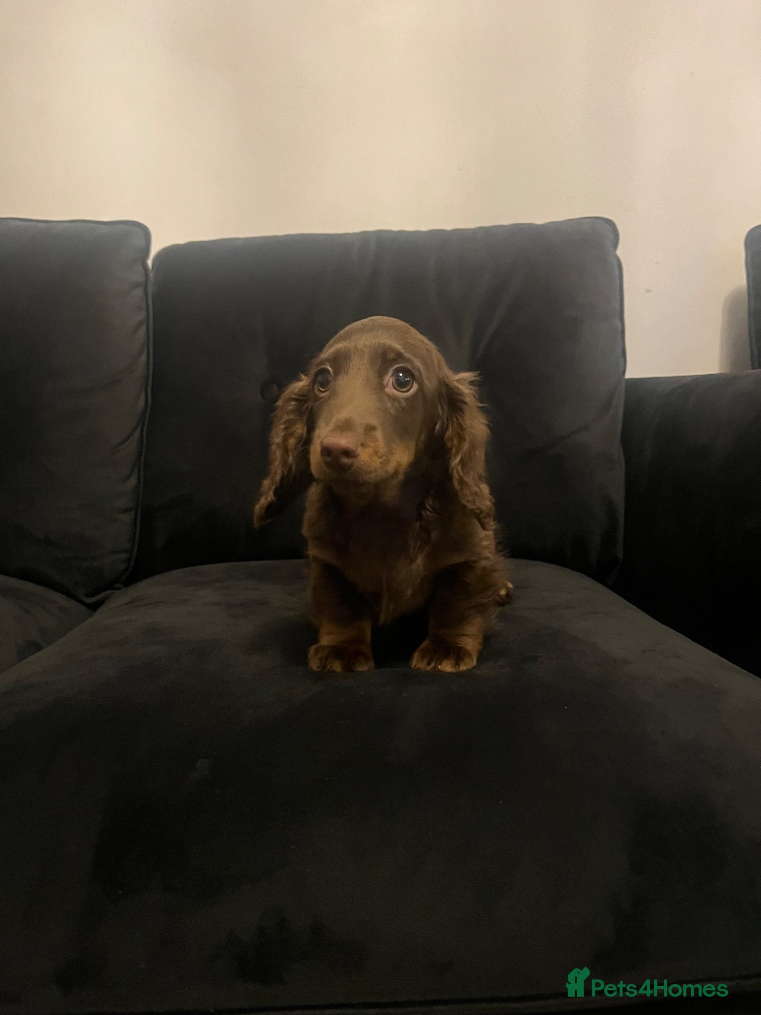 Miniature Dachshund dogs Last long haired  miniature dachshund boy  - Advert 2