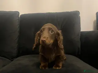 Miniature Dachshund dogs Last long haired miniature dachshund boy - Advert 2
