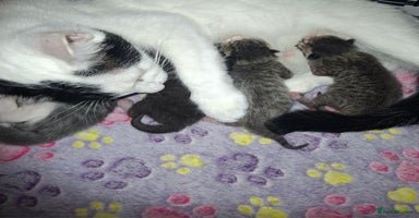 Mixed Breed cats - Advert 5