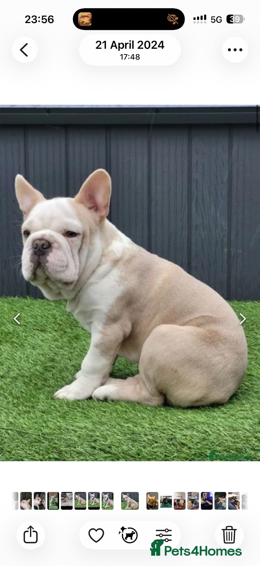 French Bulldog dogs French bulldog with Husky Background for stud  - Advert 9