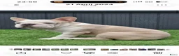 French Bulldog dogs for stud: French bulldog with Husky Background for stud  - Advert 1