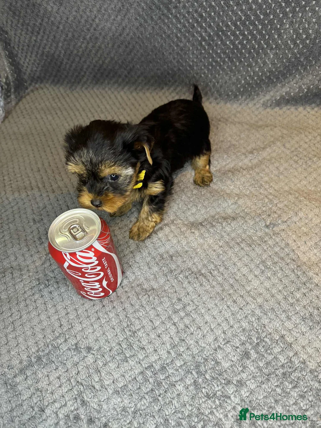 Yorkshire Terrier dogs for sale: For sale miniature Yorkshire terrier  - Advert 3