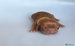 Cocker Spaniel dogs for sale: Pedigree Cocker Spaniel Puppies  - Image 6