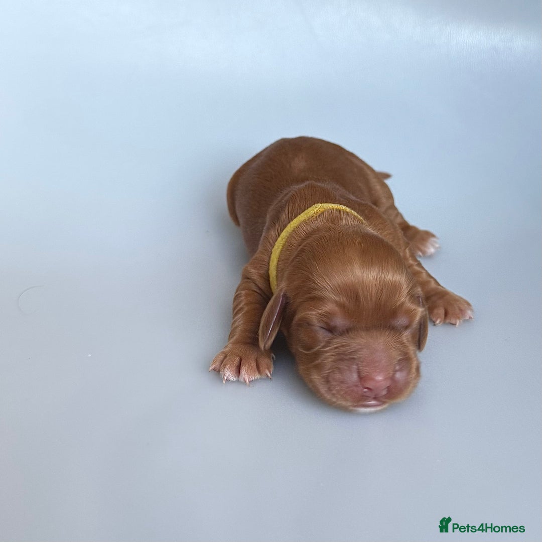 Cocker Spaniel dogs for sale: Pedigree Cocker Spaniel Puppies  - Image 6
