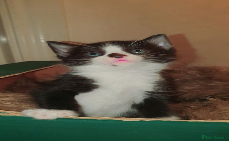 Mixed Breed cats - Advert 2