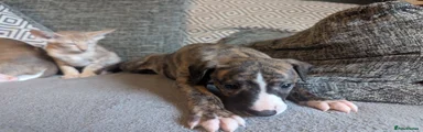 Whippet 6