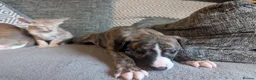 Whippet dogs for sale: Super friendly KC registered whippet pups - Advert 18
