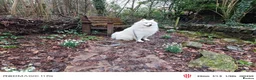 Samoyed dogs for stud: KC Registered Samoyed Male Available for Stud - Advert 12