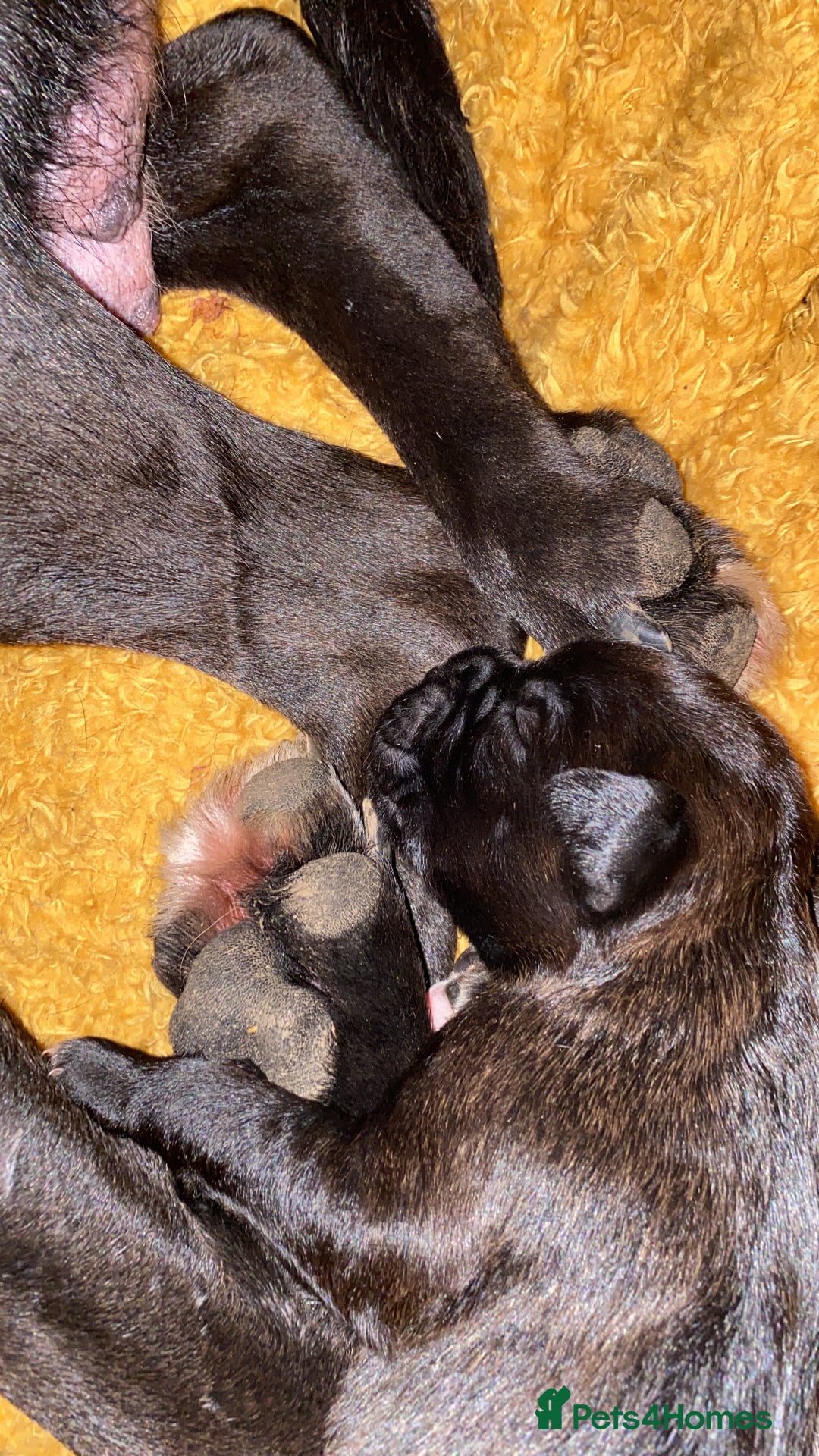 Mixed Breed dogs for sale: 🤩 mum kc boxer dad mini boxer 5 pups rare 🤩 - Advert 19