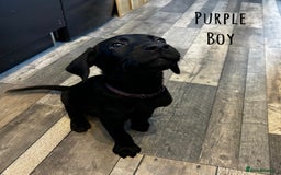 Labrador Retriever dogs for sale: KC registered labs ready to leave now *2 left* - Image 5
