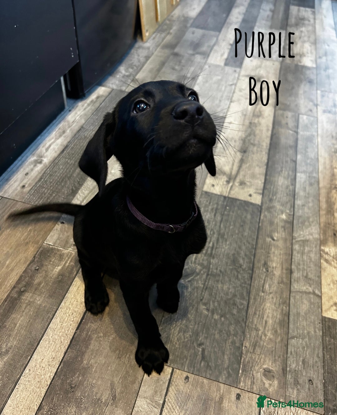 Labrador Retriever dogs for sale: KC registered labs ready to leave now *2 left* - Image 5