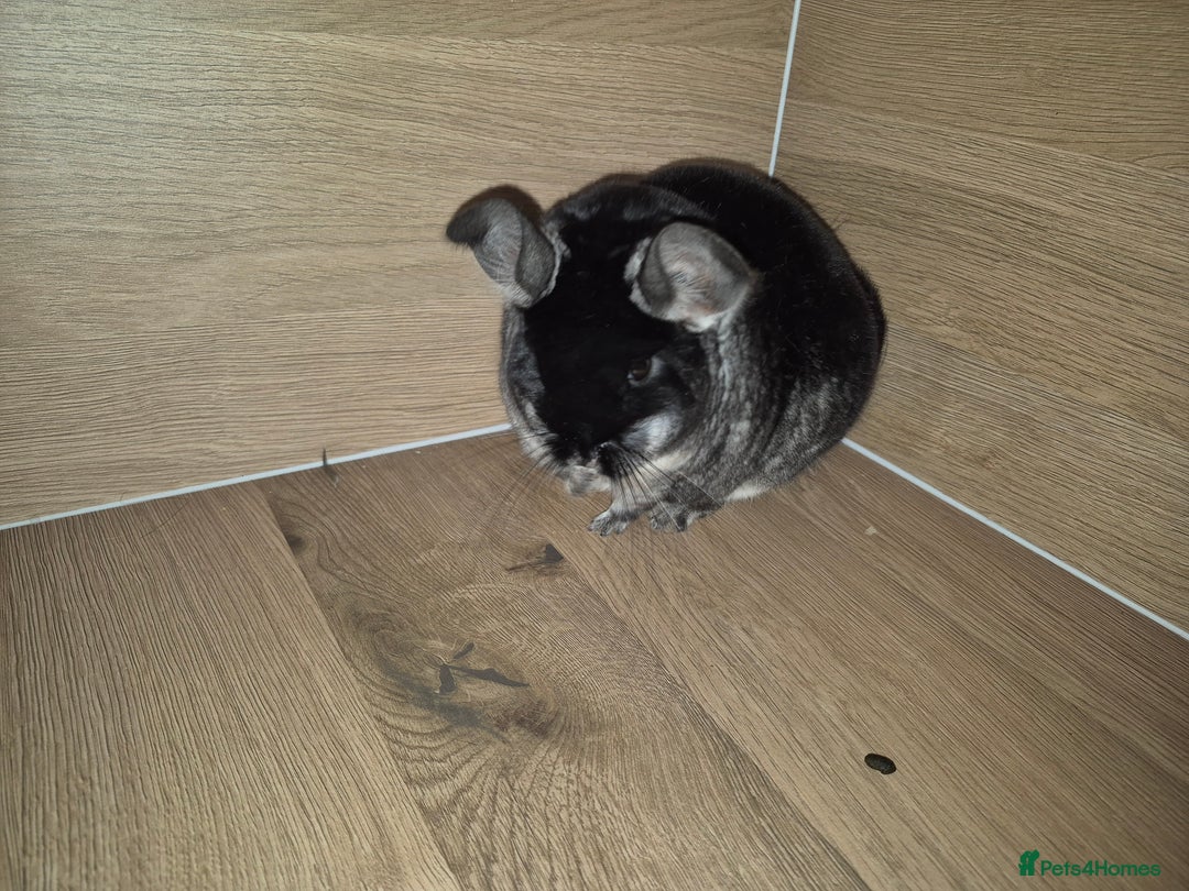 Chinchilla rodents for sale: Beautiful black velvet bpc female  - Image 3
