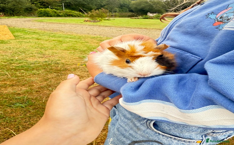 Guinea Pig rodents - Advert 1