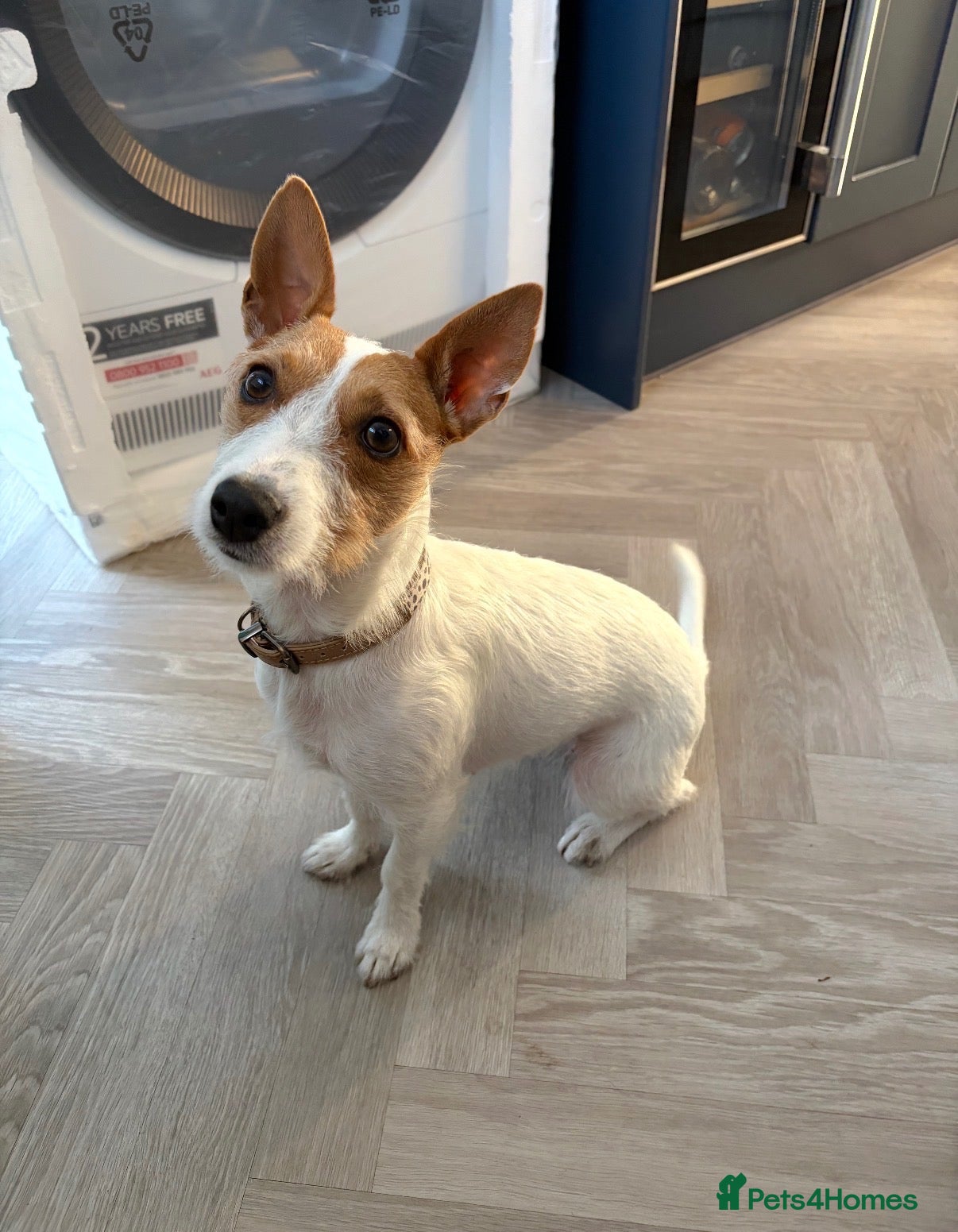 Jack Russell dogs Refining Pip - 19 month old jack russell terrier  - Advert 15