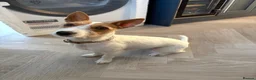 Jack Russell dogs for sale: Refining Pip - 19 month old jack russell terrier  in Redditch - Advert 1