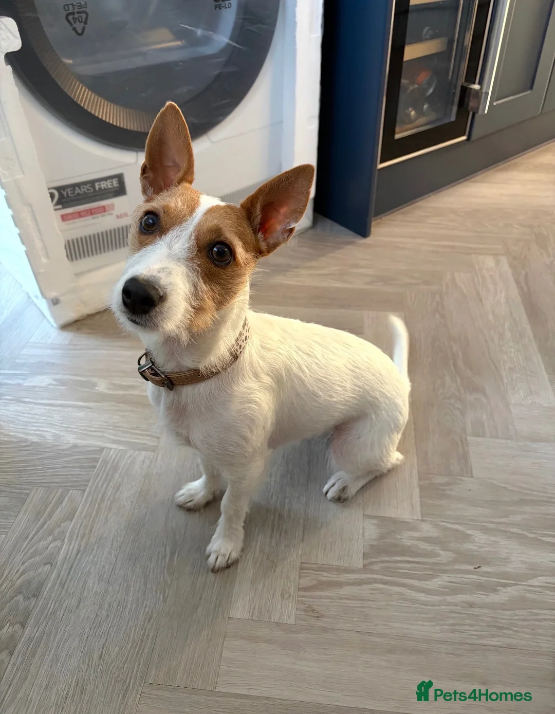 Jack Russell dogs for sale: Refining Pip - 19 month old jack russell terrier  in Redditch - Advert 1