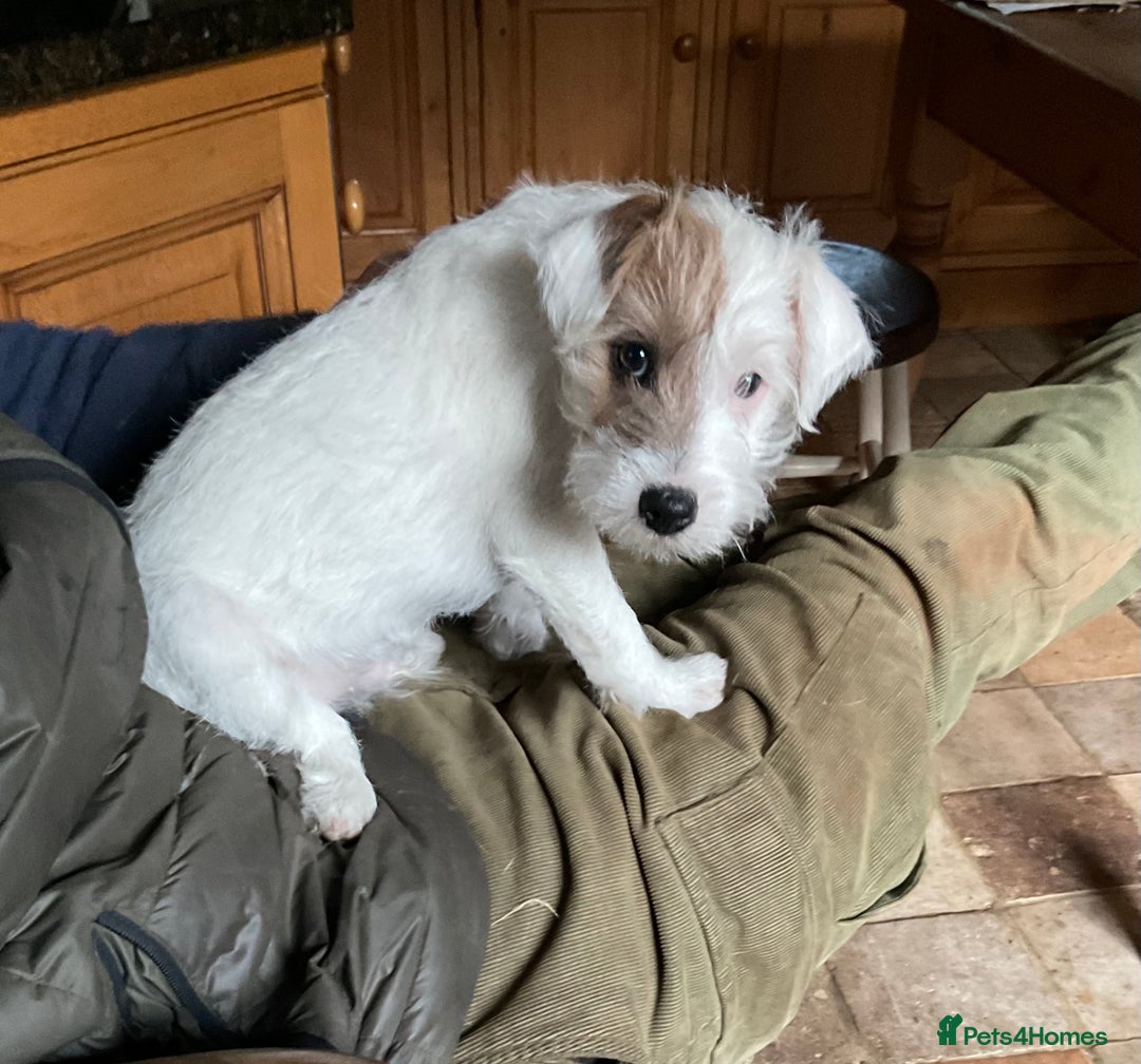 Parson Russell dogs for sale: Gorgeous Parson Russell Boy Puppy - Advert 7