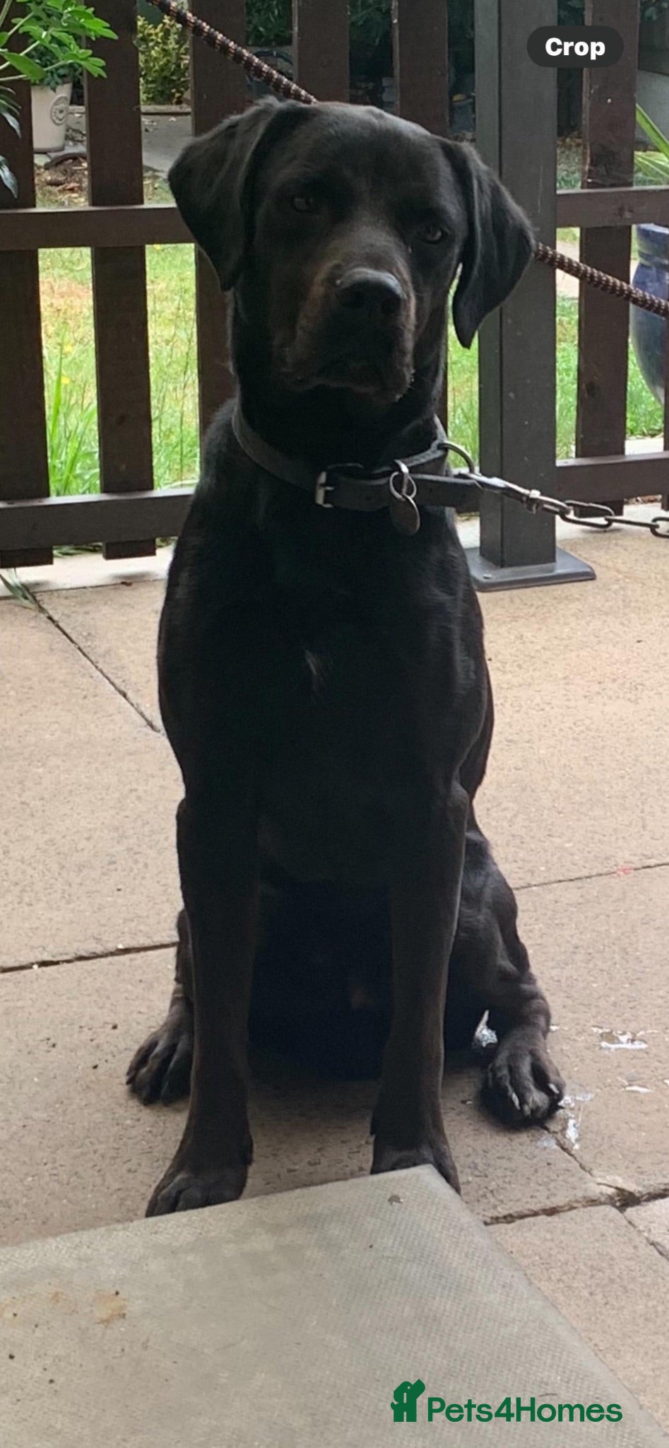 Labrador Retriever dogs Dog 2 and half for sale  - Advert 1