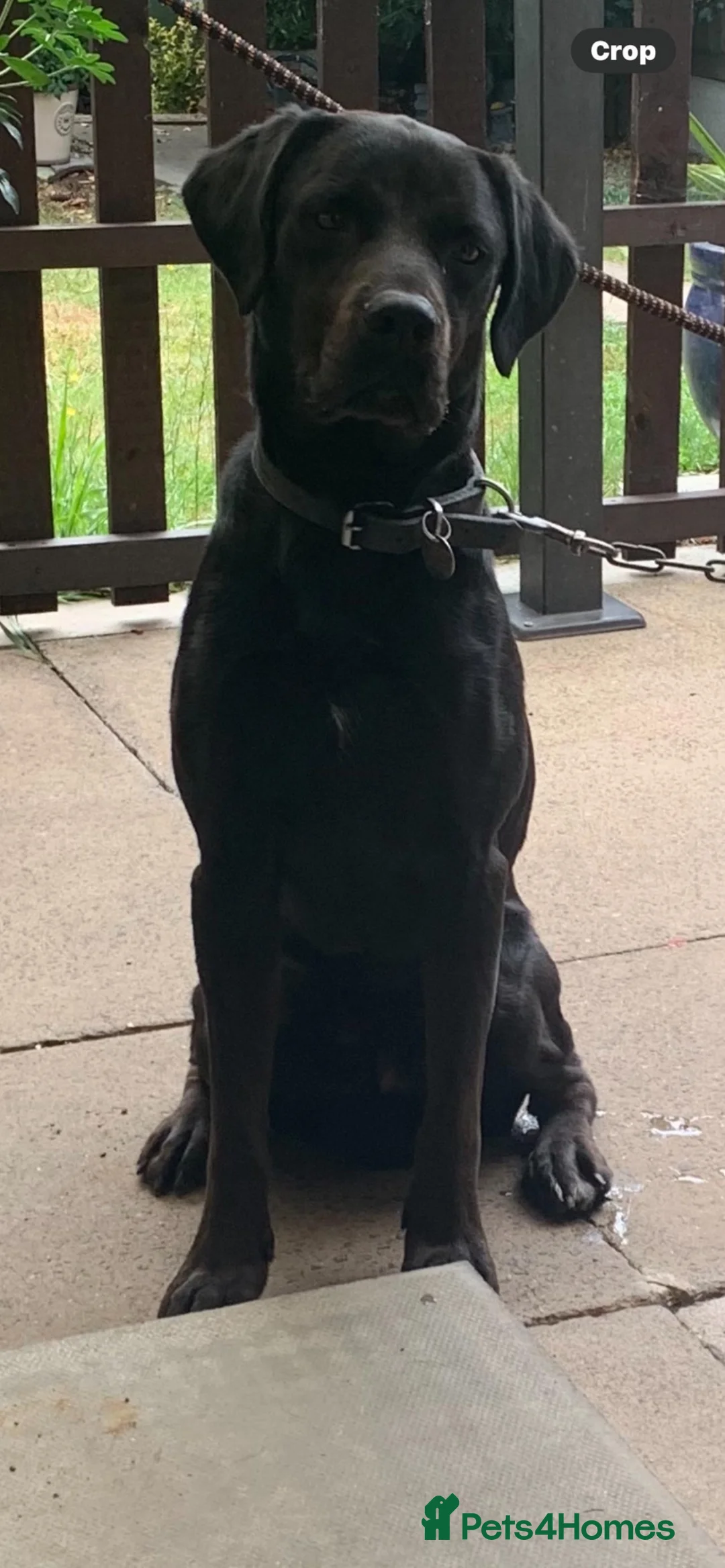 Labrador Retriever dogs for sale: Dog 2 and half for sale  in Basildon - Advert 1