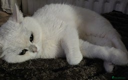 British Shorthair cats for sale: BRITISH SHORTHAIR CHAMPION BLOODLINE - Image 34