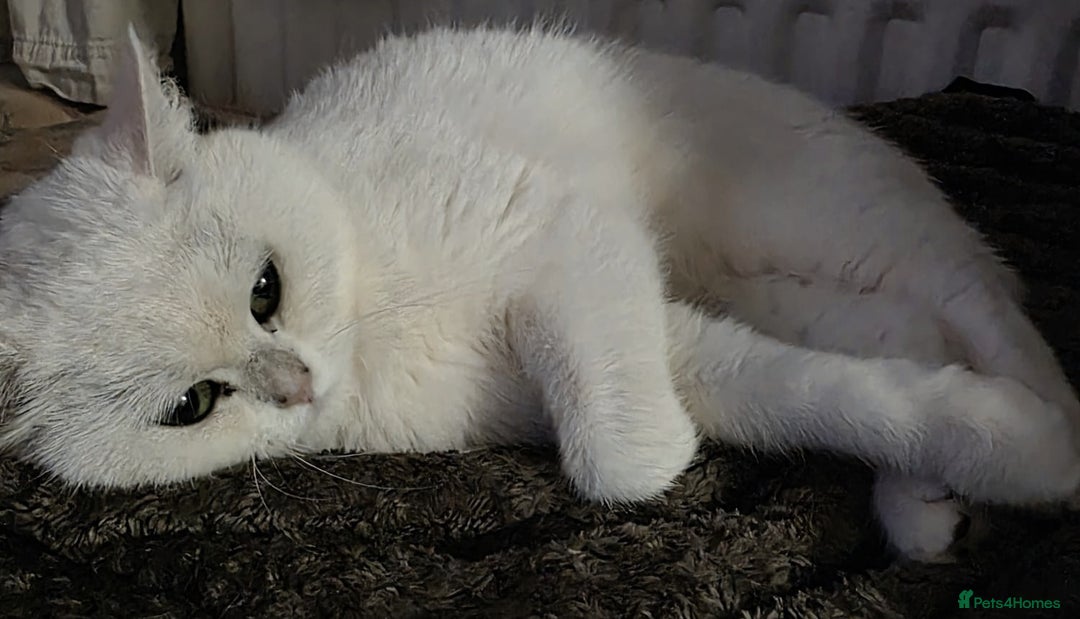 British Shorthair cats for sale: BRITISH SHORTHAIR CHAMPION BLOODLINE - Image 34