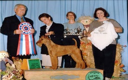 Irish Terrier dogs for sale: Beautiful Champion Lines KC Irish Terrier Puppies - Image 16