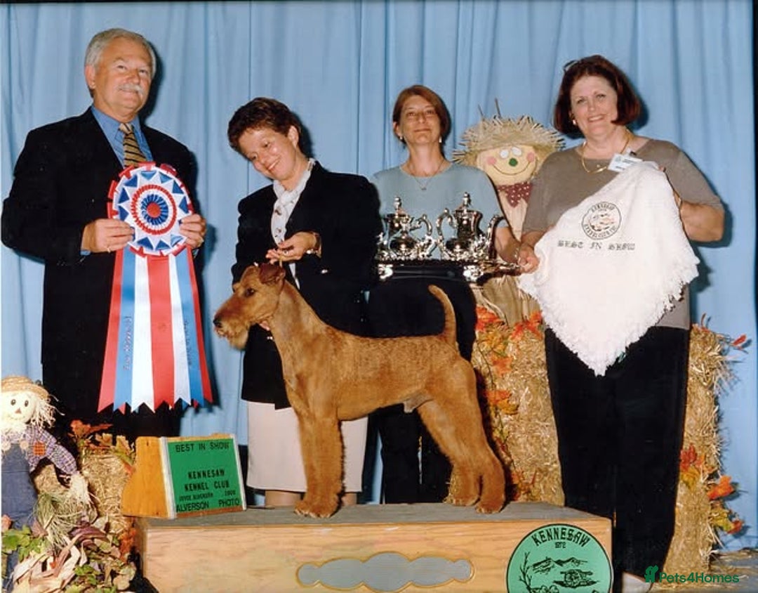 Irish Terrier dogs for sale: Beautiful Champion Lines KC Irish Terrier Puppies - Image 16