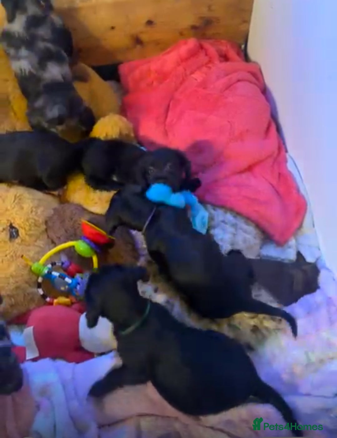 Mixed Breed dogs for sale: Puppies  - Advert 3