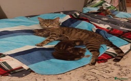 British Shorthair cats for sale: Tabby kittens looking for loving home  - Image 13