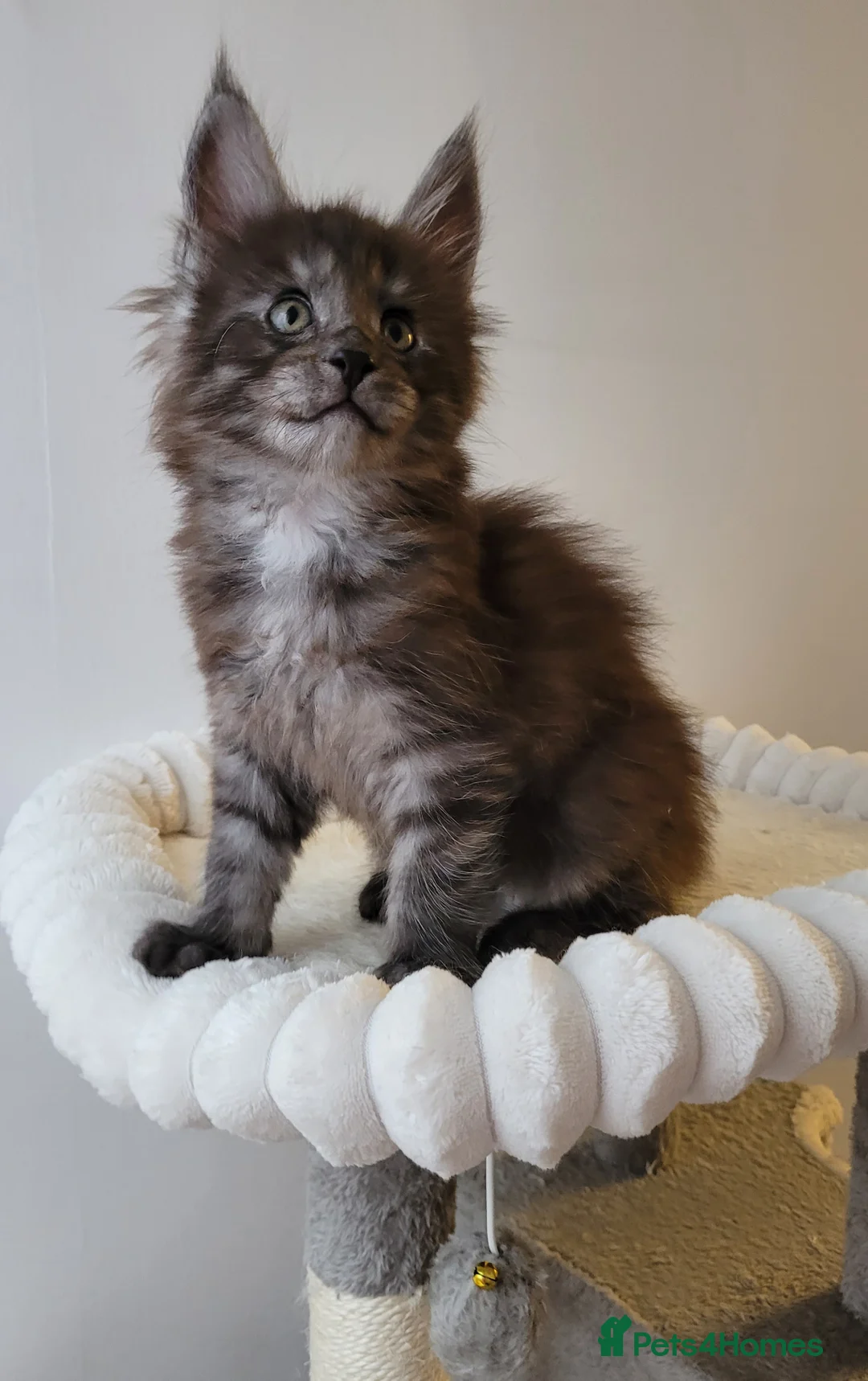 Maine Coon cats for sale: Tica registered Maine coon kittens  - Advert 4
