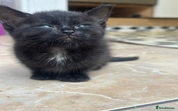 Abyssinian cats for sale: 8 weeks kitchen  - Image 2