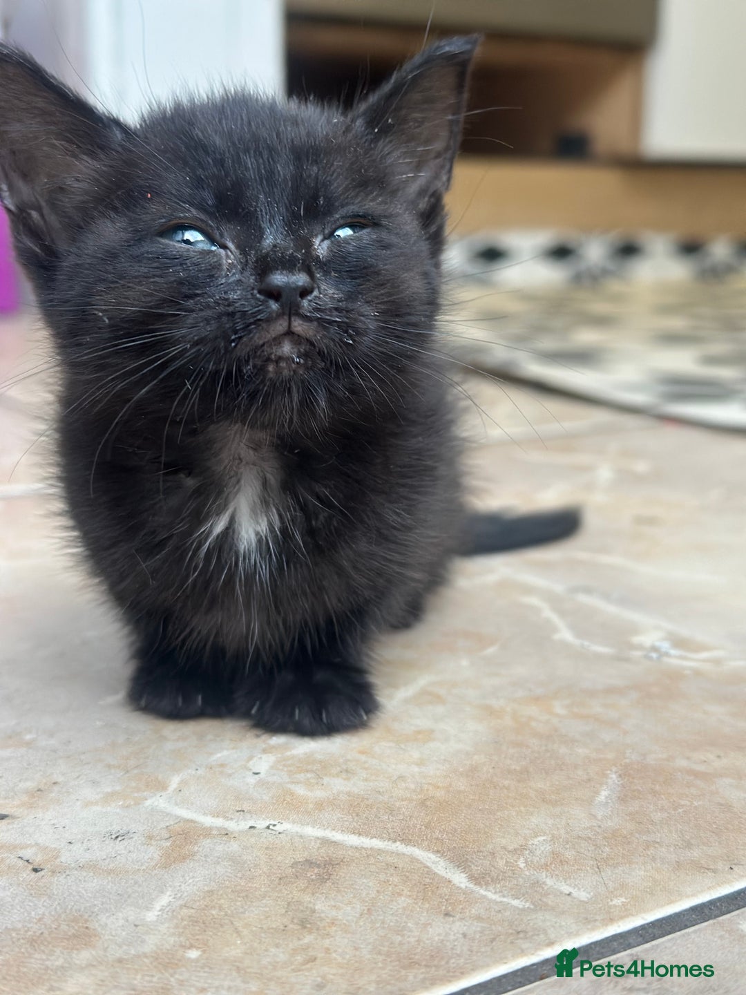 Abyssinian cats for sale: 8 weeks kitchen  - Image 2