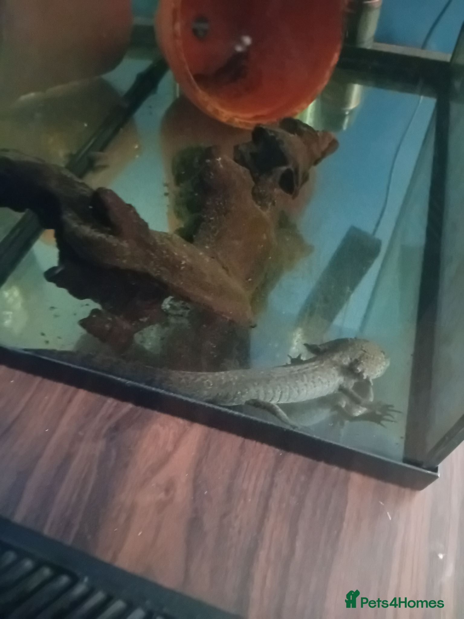 Axolotl reptiles 2 year old axolotl  - Advert 1