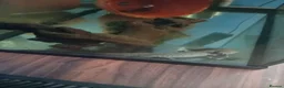 Axolotl reptiles for sale: 2 year old axolotl  in Stowmarket - Advert 1
