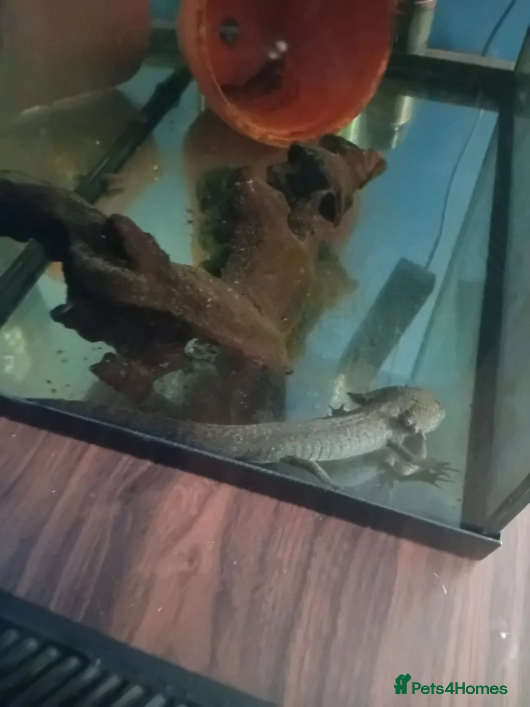 Axolotl reptiles for sale: 2 year old axolotl  in Stowmarket - Advert 1