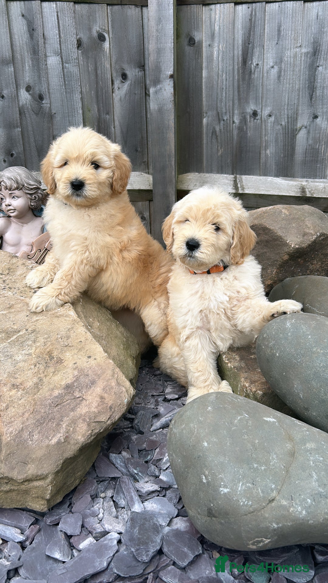 Goldendoodle dogs for sale: Medium and Miniature Doodles Licensed and Tested - Image 35