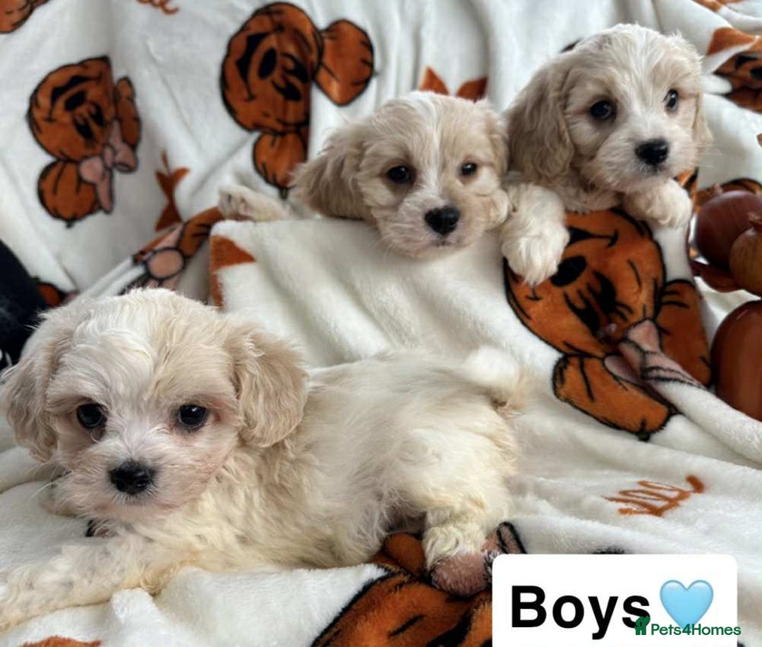 Cavachon dogs for sale: DNA CLEAR CAVACHON PUPS - Image 6