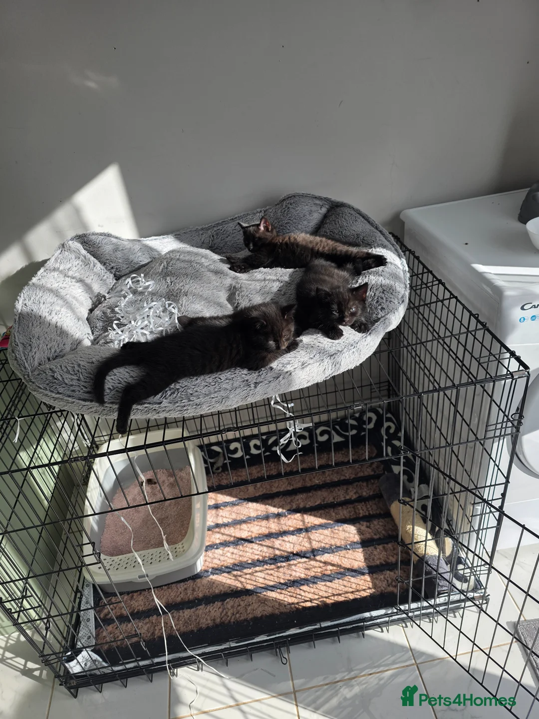 Mixed Breed cats for sale: Kittens black  in Cambridge - Advert 6