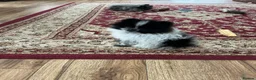 Pomeranian dogs for sale: Pomeranian in Doncaster - Advert 1