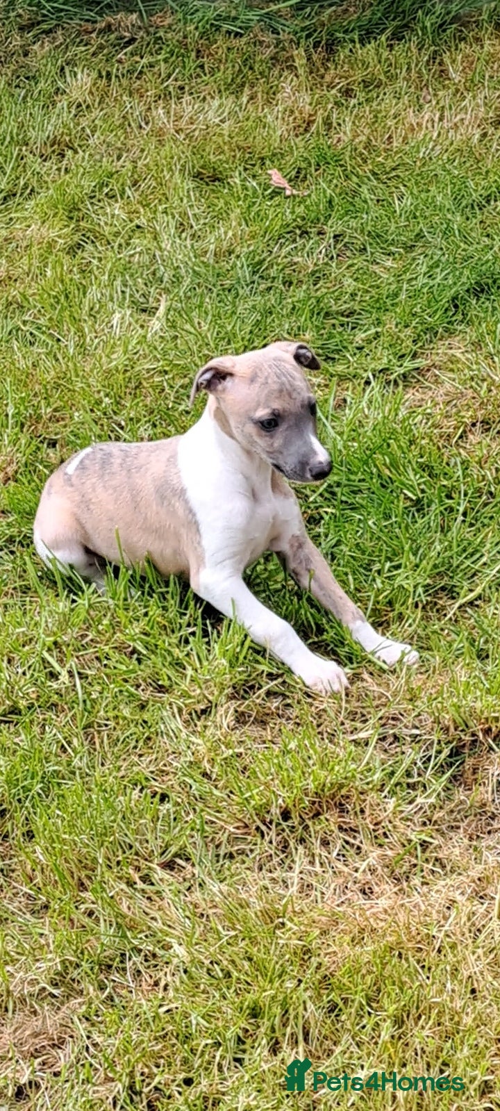 Whippet dogs 1 Beautiful KC Reg male Whippet puppy - Advert 2