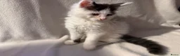 Maine Coon cats for sale: Stunning Maine coon kittens  - Advert 5
