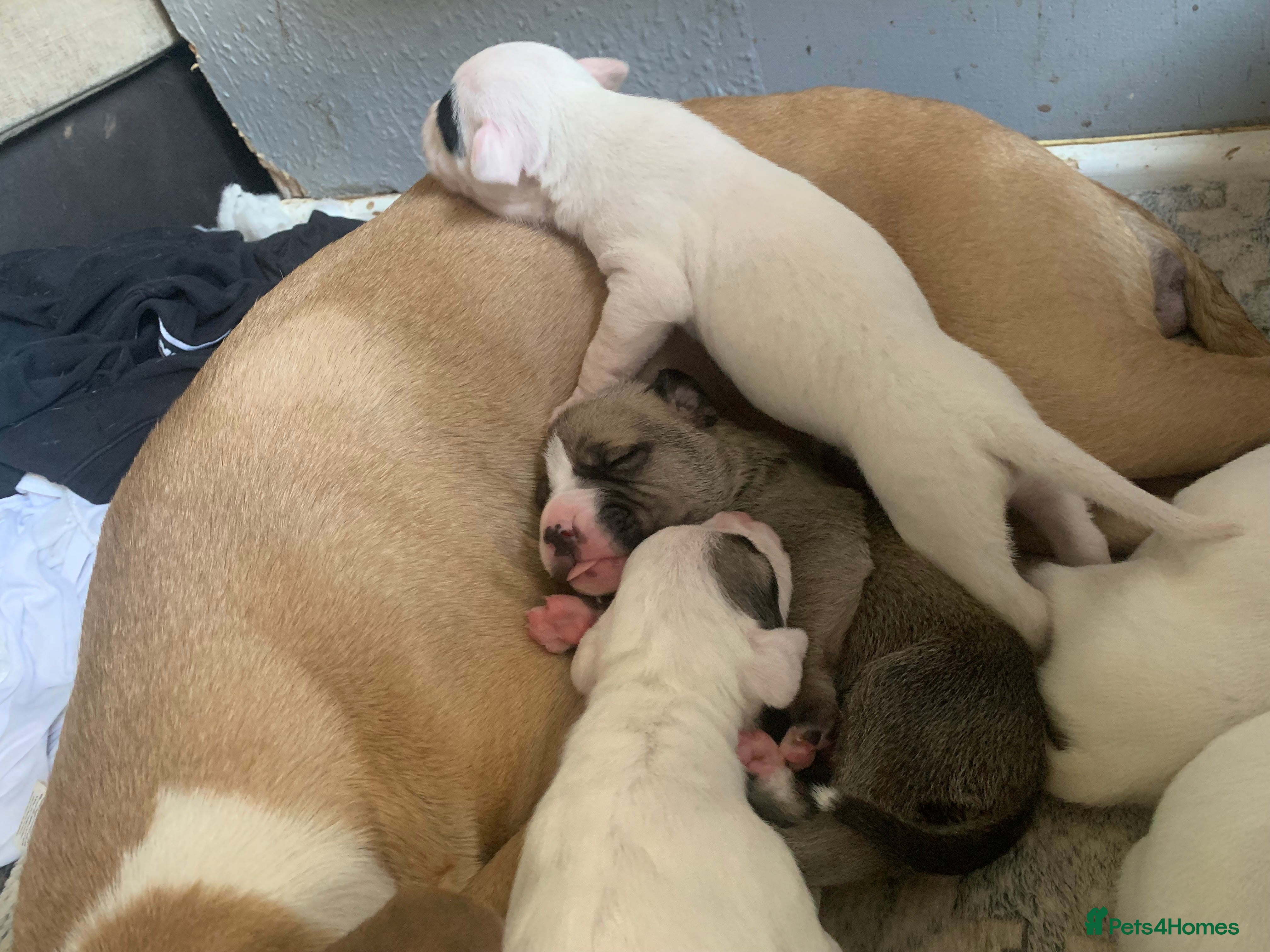 Mixed Breed dogs Puppies for sale 🏡  in Worcester - Advert 1