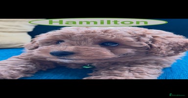 Maltipoo dogs - Advert 18