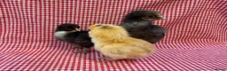Chickens poultry for sale: Day old chicks (mixed breeds)  - Advert 6