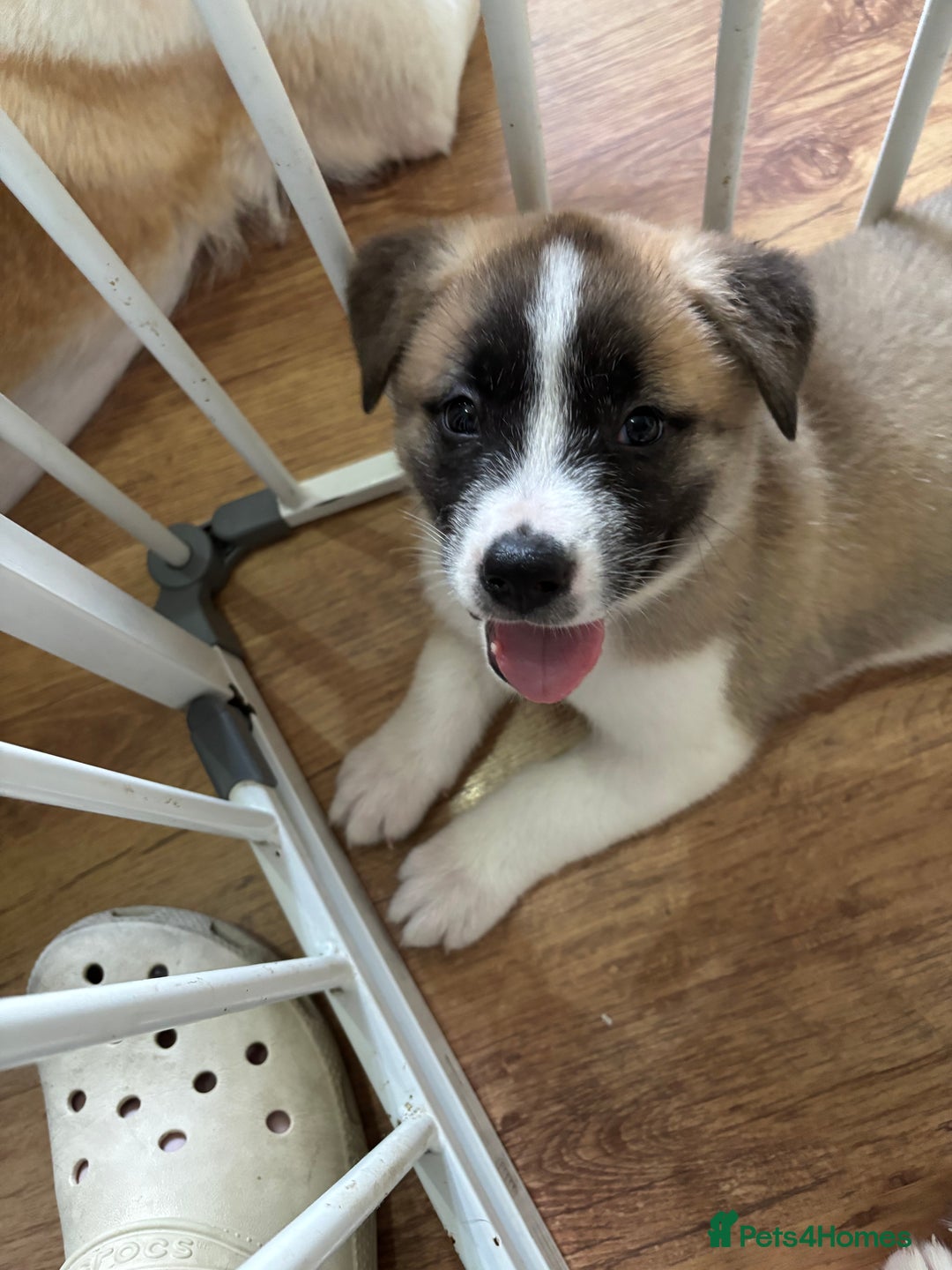 Akita dogs for sale: 5 Beautiful akita puppies in Willenhall - Image 2
