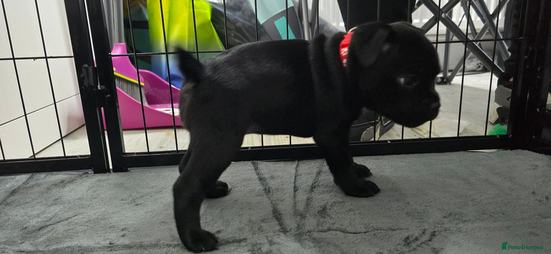 Staffordshire Bull Terrier dogs for sale: Champion bloodlines kc stafford  pups  - Advert 9